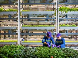 Temasek, Uber CEO invest in urban farming startup