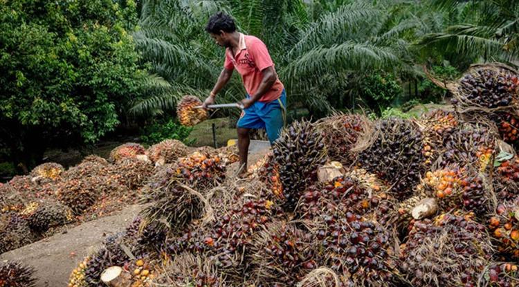 Malaysia’s zero export duty tax bodes well for First Resources, Golden Agri; but not Bumitama: RHB