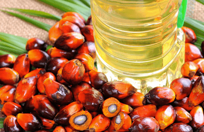 Good weather returns to the palm oil sector