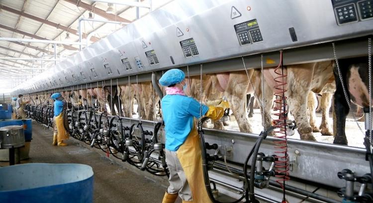 Japfa weighs selling Indonesian dairy unit Greenfields