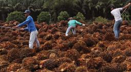 Felda's land lease deal review seen as negative for FGV