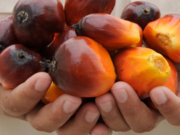 First Resources reported 47.8% rise in 1H20 earnings to US$43.2 mil