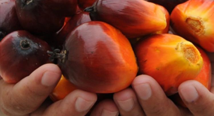 First Resources reports 33.0% higher 3Q net profit of US$37.1 mil on higher average selling prices and higher sales volumes