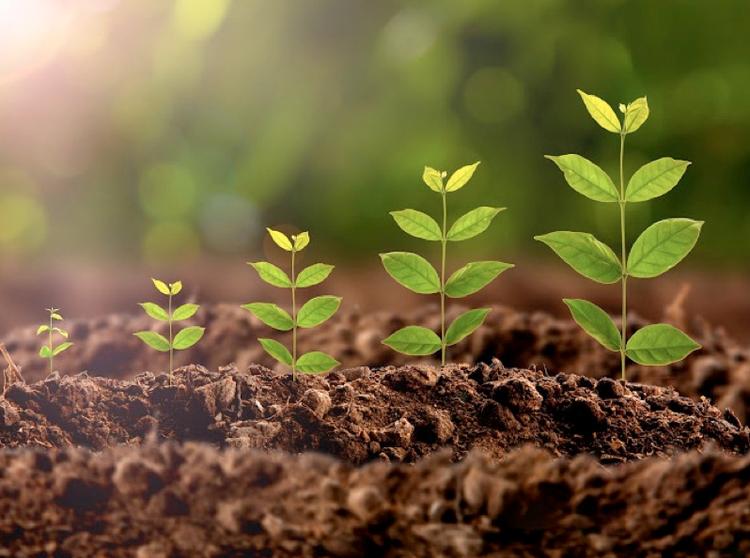  Where green shoots of sustainable growth can be found