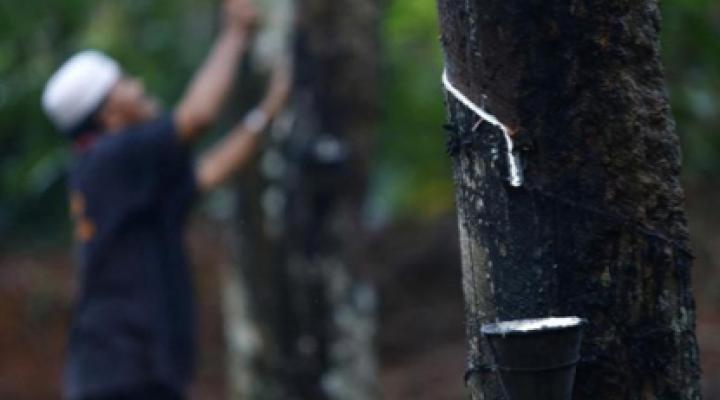 Halcyon Agri's 3Q earnings slump to $2.3 mil on lower margins, higher costs 