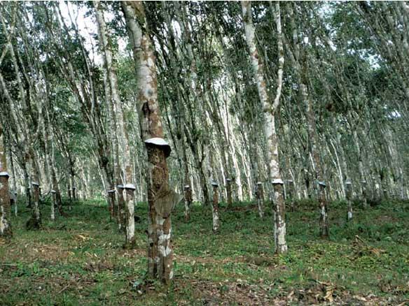 Halcyon turns profitable after three-way merger; further streamlining underway