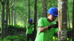 Why IndoAgri's recommending directors should resign