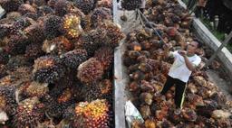IndoAgri posts 91.3% lower earnings of $0.8 mil on weak plantation division results