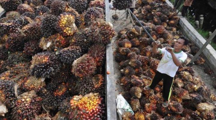 IndoAgri posts 91.3% lower earnings of $0.8 mil on weak plantation division results