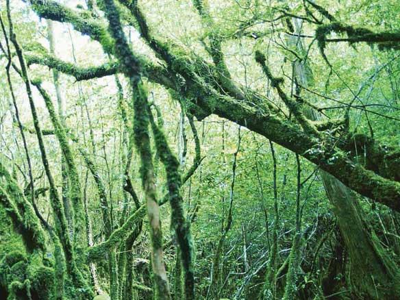 Plan an off the off-the-grid trip to Japan