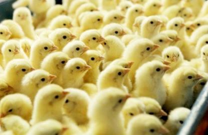 Japfa’s 3Q results worth crowing about