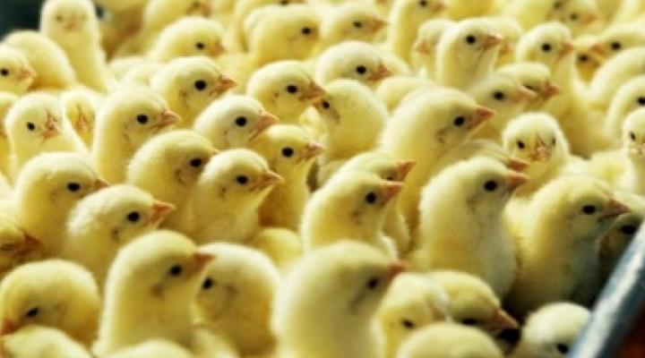 Don't chicken out of Japfa over broiler price declines, says Maybank 