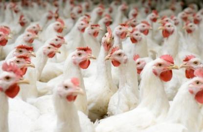 Japfa shares haven't stopped running since Cargill JV news