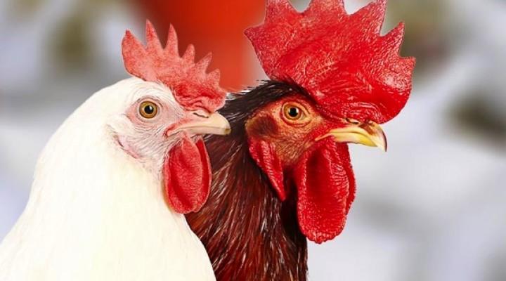 Japfa posts 80-fold increase in FY18 earnings to $135.4 mil on record revenue