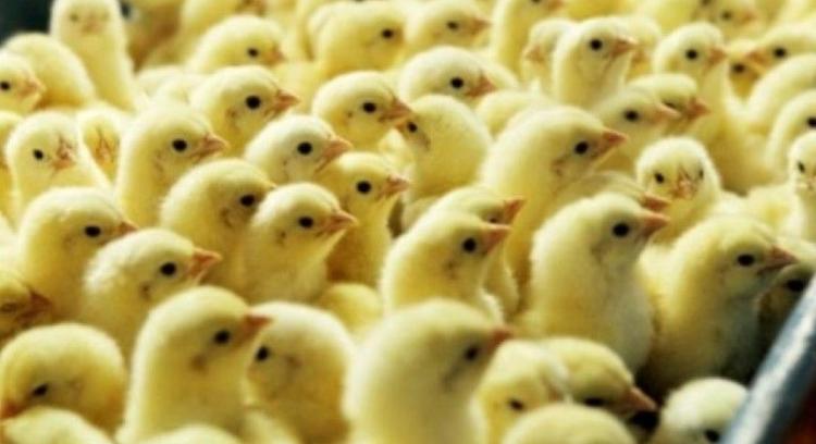 Higher swine and milk prices to help Japfa mitigate weak poultry business