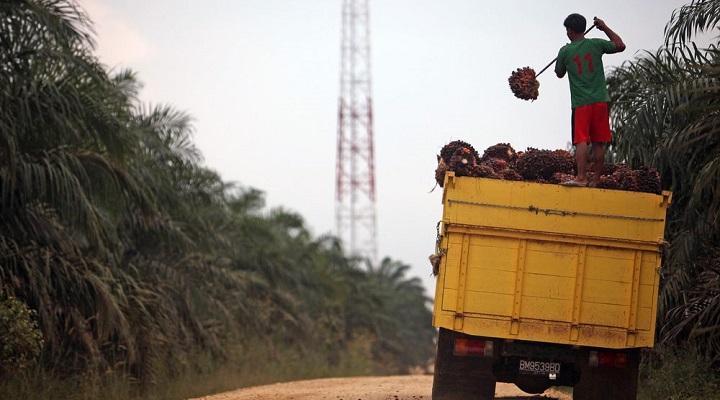 Indonesia finds one-fifth of palm oil plantations are illegal