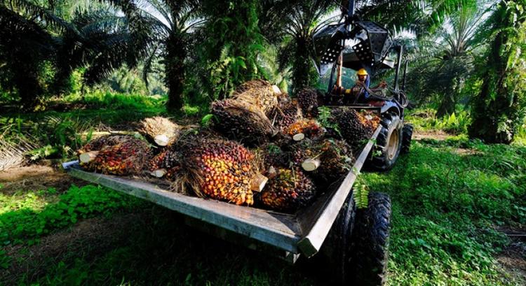 Indonesian gov't unlikely to back down on B40 mandate, RHB keeps ‘overweight’ on plantation sector
