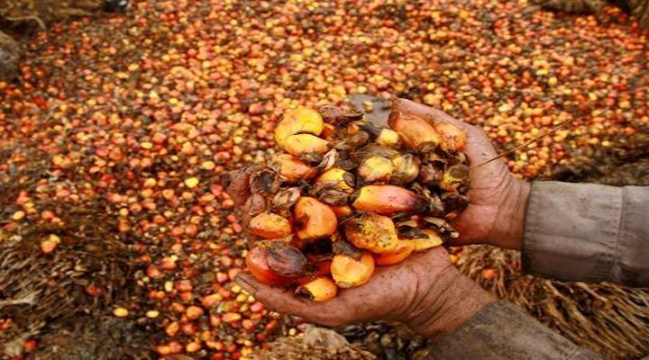RHB remains cautious of the plantation sector but names Wilmar a counter to look out for