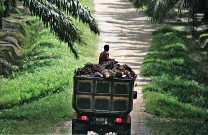 Stock up on Indofood Agri when its price goes down, says DBS