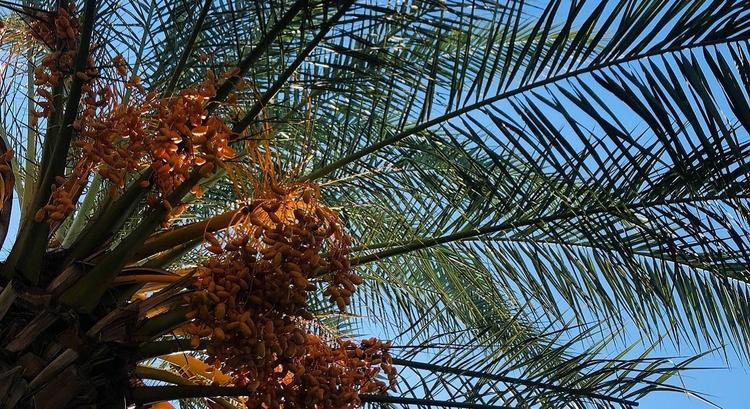 Analysts cheer First Resources’ healthy results and Austindo Nusantara Jaya contributions