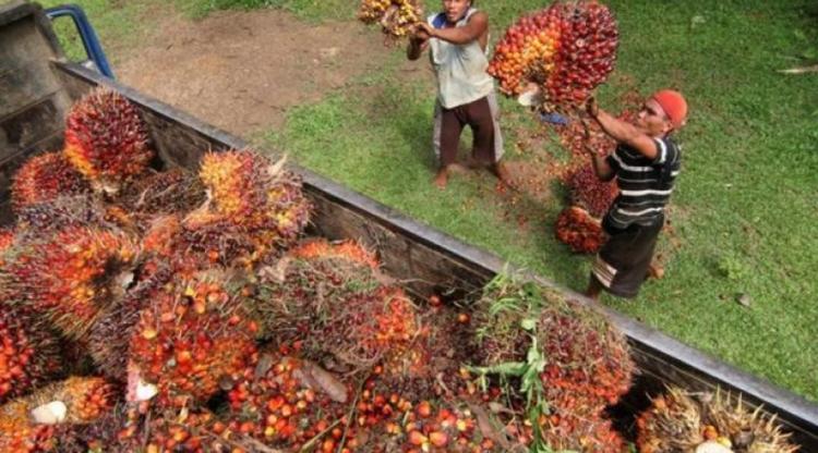 CPO prices could decline in 4Q on weaker demand: RHB