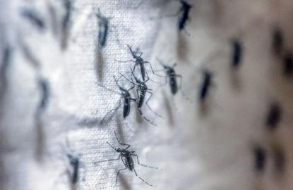 Which stocks risk getting bitten by Zika?   