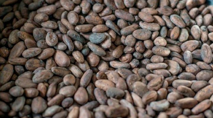 Asia's chocolate bonanza sparks quest for locally grown beans