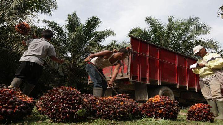 Indonesia files WTO lawsuit against EU over palm oil limits