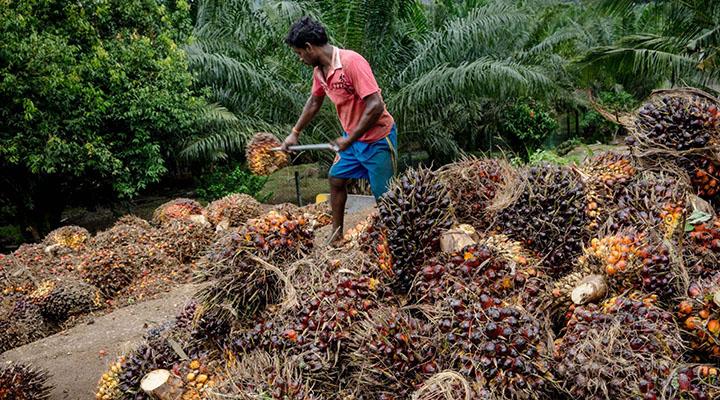 US$1.4 bil of Malaysian palm oil caught in crossfire as Mahathir angers India