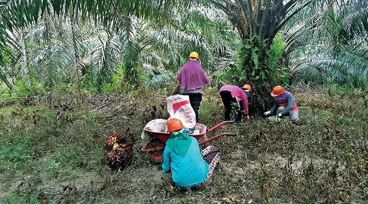Smallholders' big impact