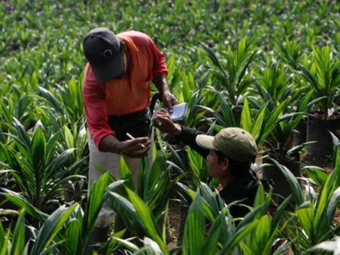 First Resources & Wilmar among gainers from India's CPO duty hike 