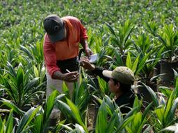 Kencana Agri reports smaller 3Q losses on lower interest expense, JV share of results