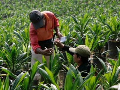 Kencana Agri reports smaller 3Q losses on lower interest expense, JV share of results