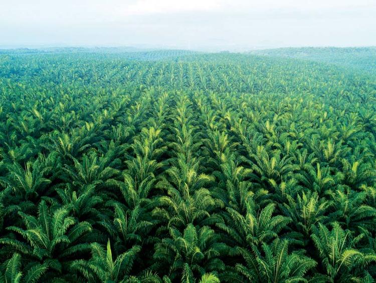 Greater transparency required to curb deforestation in Malaysia