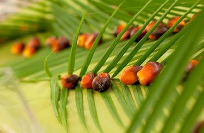 Last call to ‘buy’ these plantation stocks on the CPO price rally