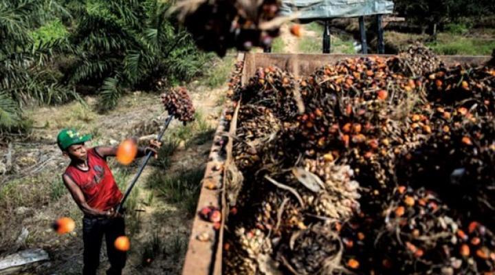 Bumitama Agri unanimously rated 'buy' for potential undervaluation, bright outlook