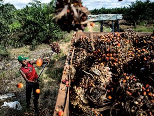 Plantations could yield higher fresh fruit bunches production in 2018: UOB