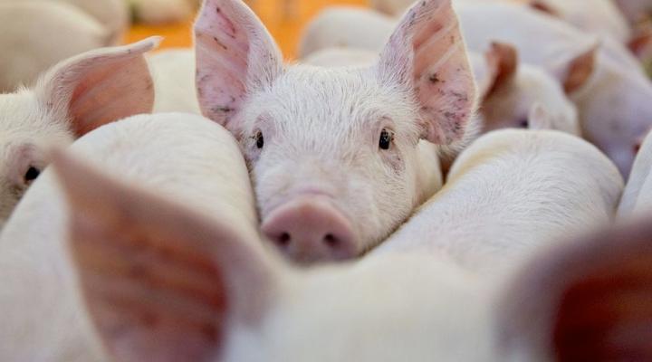 Can Wilmar's China IPO mitigate the negative impact of African Swine Fever?