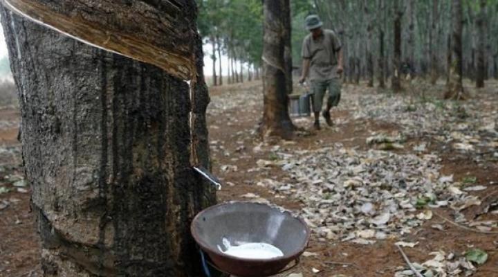 Sri Trang Agro-Industry 1Q earnings surge to $35 million despite lower revenue