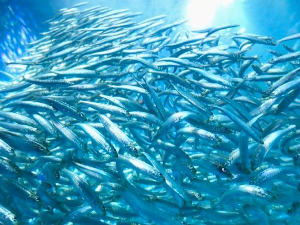 There are 'real' (non-rent-seeking) corporate heroes