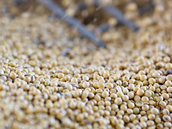 Wilmar eyes China soy expansion as fever kills hogs